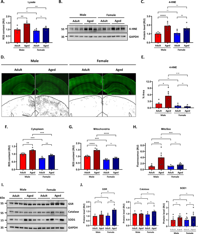 Fig. 3: Oxidative stress is exacerbated in aged male mice.