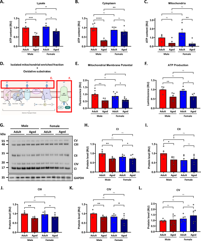 Fig. 4: Mitochondrial bioenergetic impairment is more severe in aged male mice.