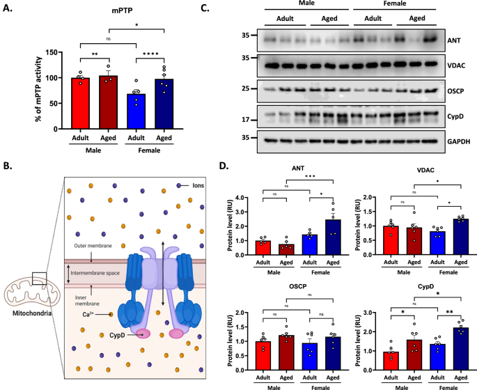 Fig. 5: Mitochondrial permeability transition pore (mPTP) activity increases in aging and is more pronounced in aged females.