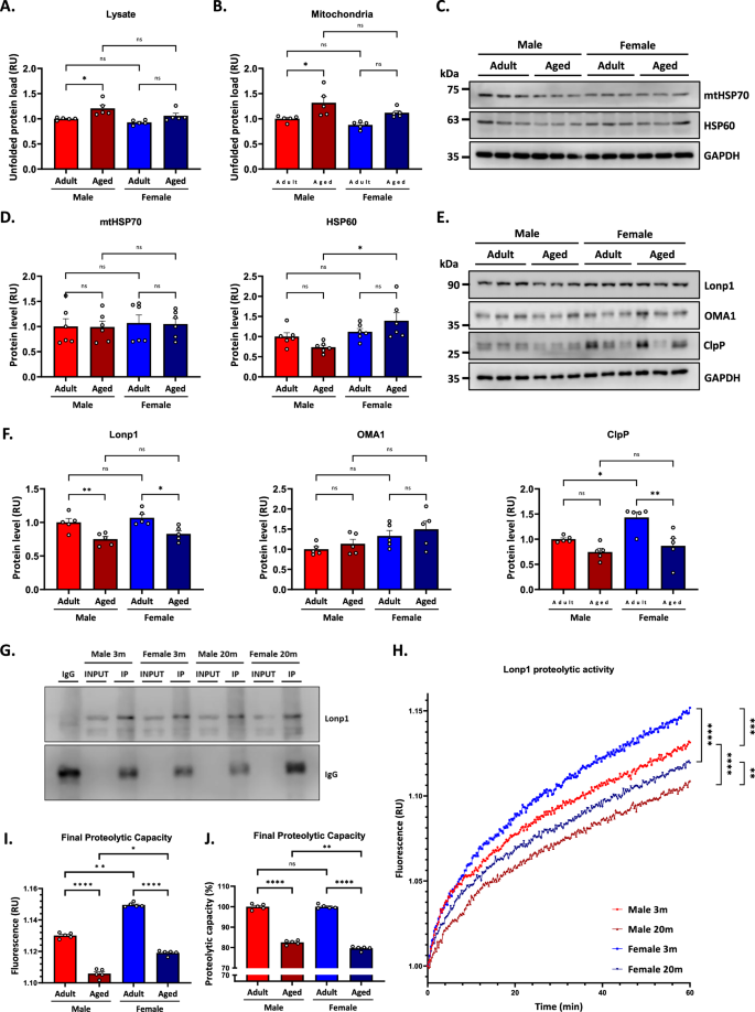 Fig. 6: Higher mitochondrial protein quality control failure in aged male mice.