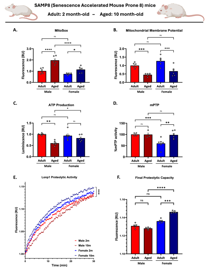 Fig. 7: SAMP8 mice recapitulate sex-specific mitochondrial dysfunction observed in C57BL/6 J mice.