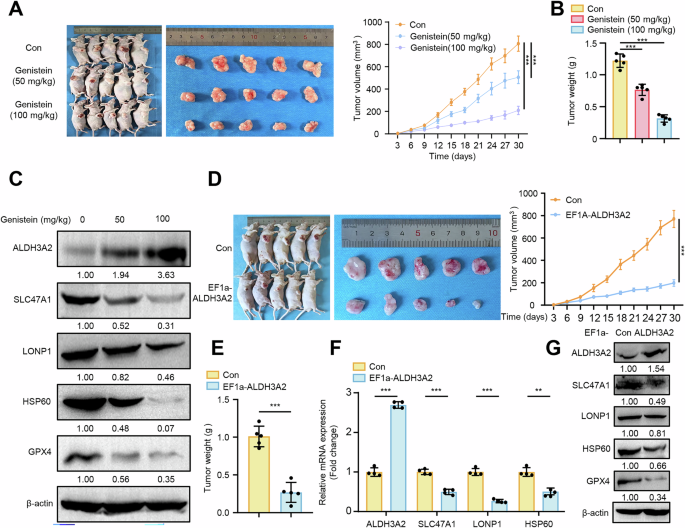 Fig. 10: Targeting ALDH3A2 by genistein suppresses tumor growth in vivo.