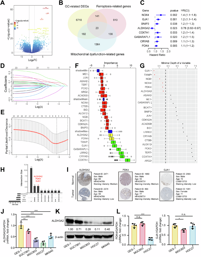 Fig. 1: ALDH3A2 is identified as a key ferroptosis- and mitochondrial dysfunction-related gene implicated in gastric cancer.