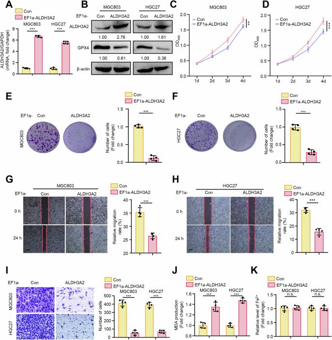 Fig. 2: ALDH3A2 overexpression suppresses the aggressive progression of GC cells along with induction of ferroptosis.