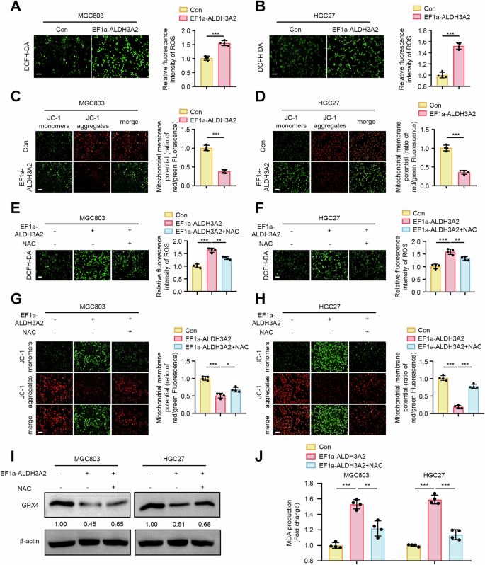 Fig. 4: ALDH3A2 promotes ferroptosis by exacerbating mitochondrial dysfunction in GC cells.
