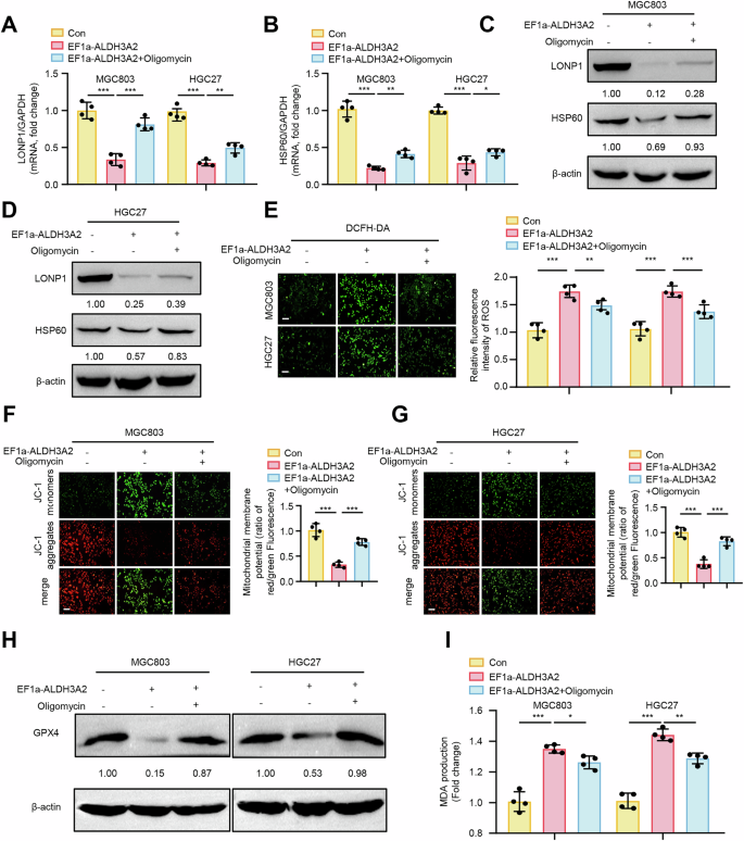 Fig. 5: ALDH3A2 drives mitochondrial dysfunction and ferroptosis by impairing UPRmt in GC cells.