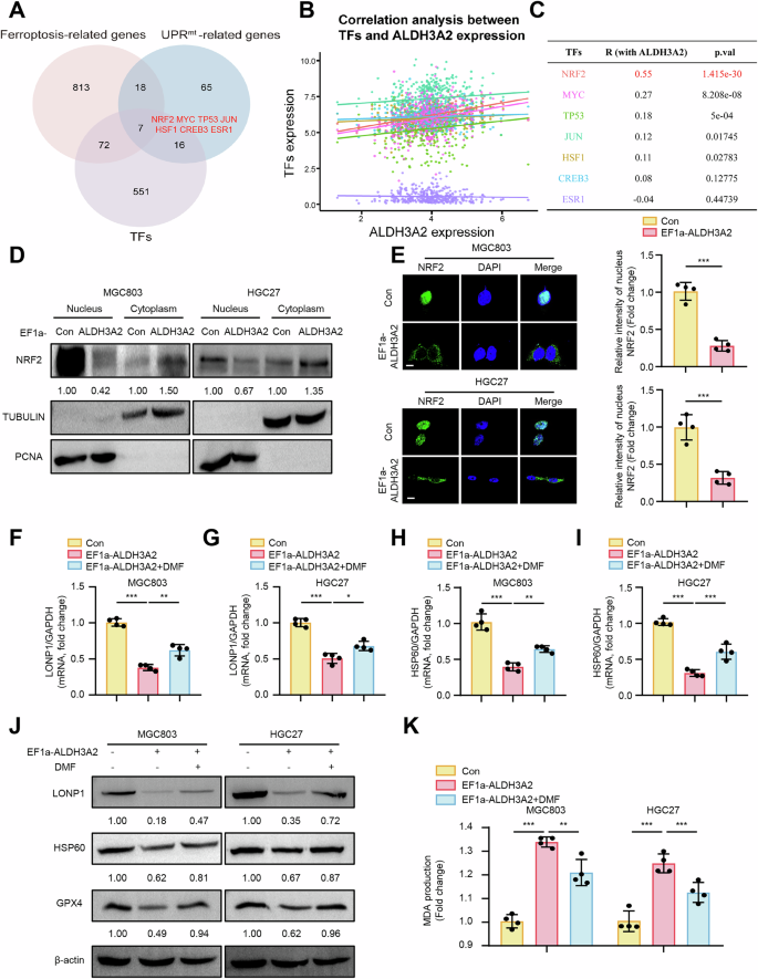 Fig. 6: ALDH3A2 impairs UPRmt to exacerbate ferroptosis by blocking NRF2 nuclear translocation in GC cells.