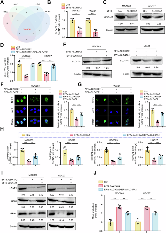 Fig. 7: ALDH3A2 blocks NRF2 nuclear translocation via downregulation of SLC47A1 in GC cells.