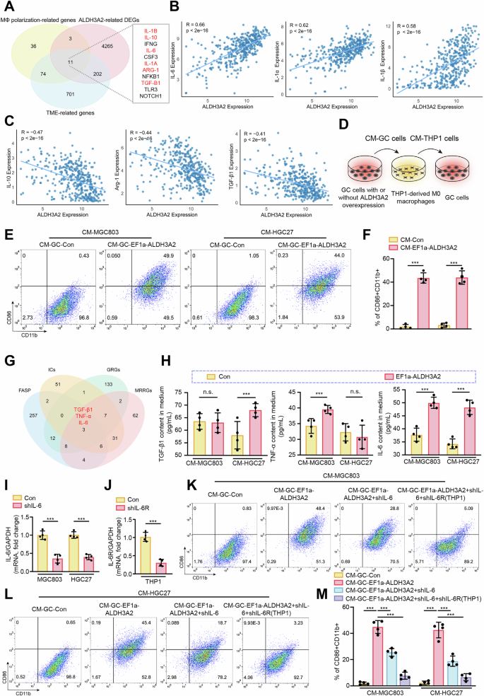 Fig. 8: ALDH3A2-induced ferroptosis promotes M1 macrophage polarization via IL-6 secretion.