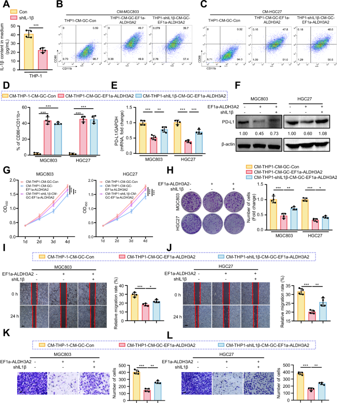 Fig. 9: ALDH3A2-induced ferroptosis drives M1 macrophage polarization to suppress GC progression via macrophage-derived IL-1β.