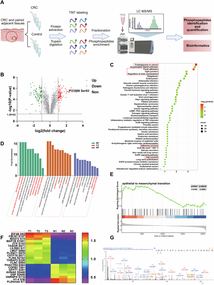 Fig. 1: The protein phosphorylation level in colorectal cancer tisssues by phosphoproteomic analysis.