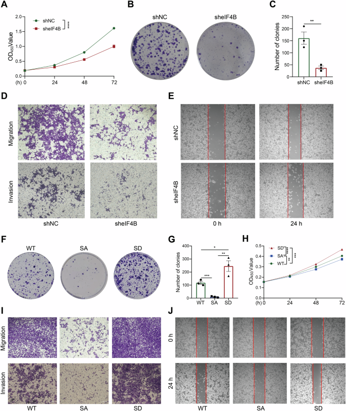 Fig. 3: eIF4B knockdown inhibited CRC cell proliferation, migration, and invasion,while its Ser93 phosphorylation promoted these abilities in vitro.