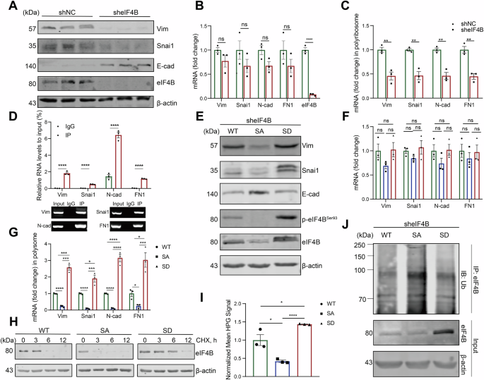 Fig. 4: eIF4B Ser93 phosphorylation boosts mesenchymal markers translation by enhancing eIF4B translational activity and stability.