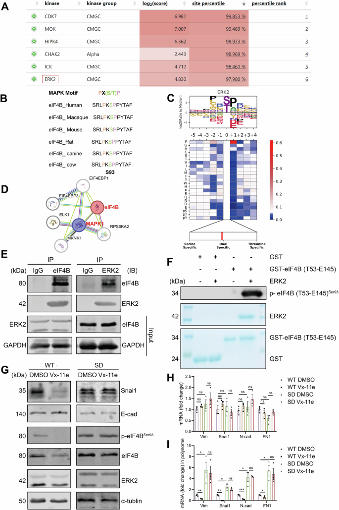 Fig. 6: ERK2 directly binds and phosphorylates eIF4B Ser93 by which promotes mesenchymal markers translation.