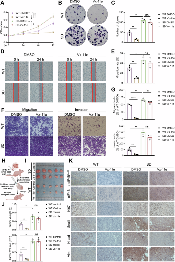 Fig. 7: Vx-11e suppressed CRC progression by the inhibition of eIF4B Ser93 phosphorylation.