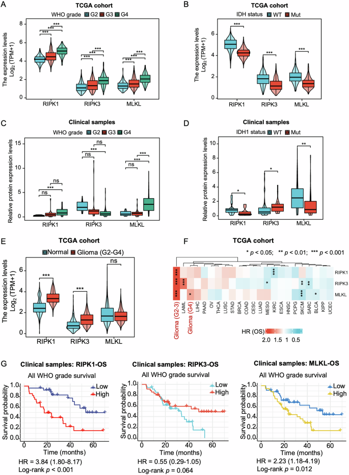 Fig. 1: RIPK1 and MLKL expression are associated with poor clinical outcomes in gliomas.