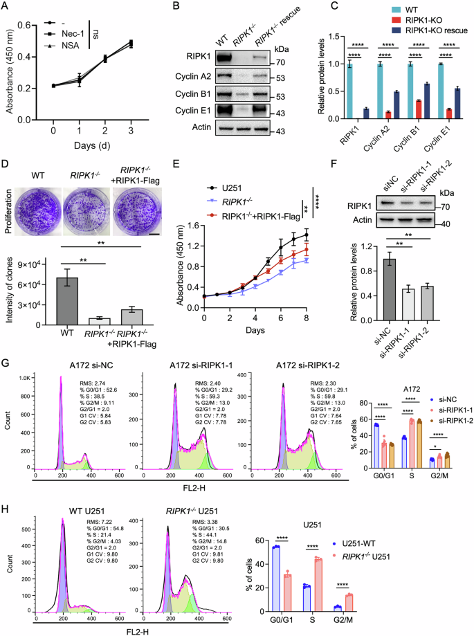Fig. 3: RIPK1 knockout arrests cell cycle progression.