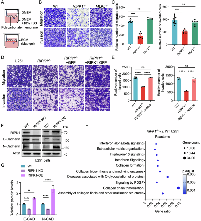 Fig. 4: RIPK1 knockout suppresses glioma cell migration and invasion in vitro.