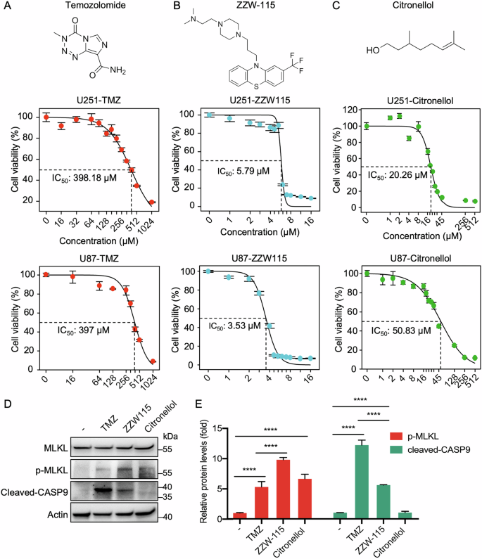 Fig. 5: Necroptosis inducers ZZW115 and Citronellol exhibit enhanced cytotoxicity against glioblastoma cells.