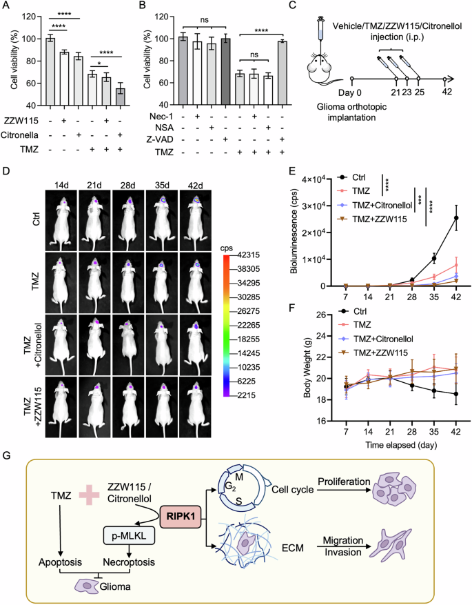 Fig. 6: Dual induction of necroptosis and apoptosis suppresses glioma growth in vivo.
