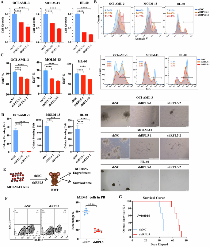 Fig. 2: RPL5 is required for AML cell survival.