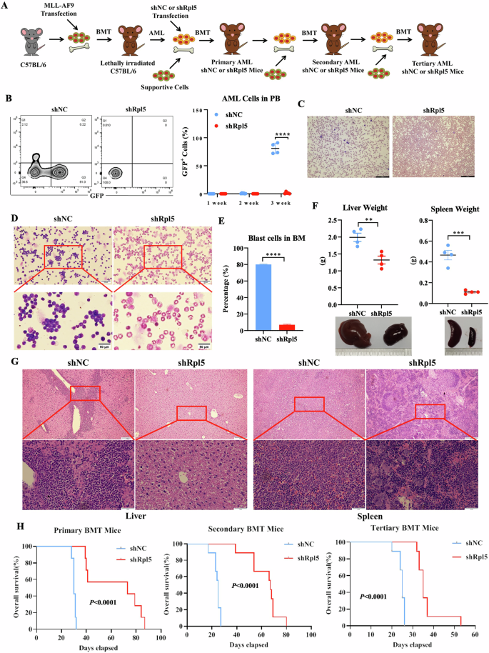 Fig. 3: RPL5-deficiency hinders AML progression in the murine model.
