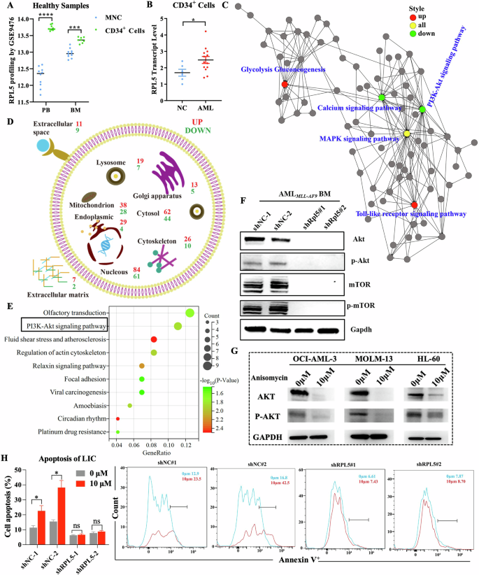Fig. 6: RPL5 deficiency activates ribosomal stress-surveillance.