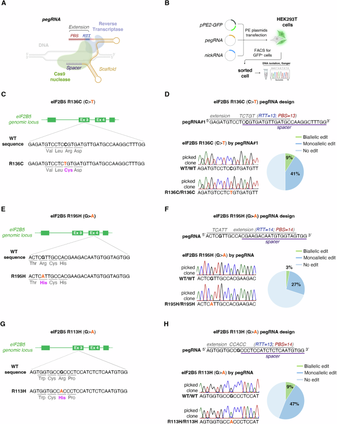 Fig. 1: Prime editing enables precise and safe insertion of pathogenic mutations into the eIF2B5 gene in HEK293T cells.