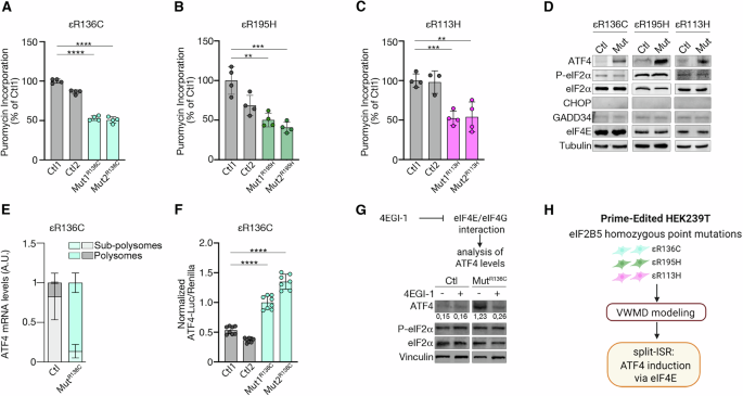 Fig. 2: The activation of the s-ISR is a common feature observed across all eIF2B5 mutants generated via PE.