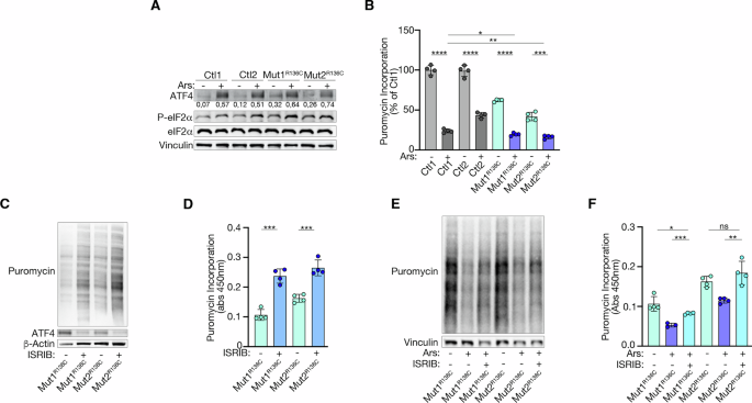 Fig. 3: Activation of the c-ISR worsens s-ISR in εR136C mutant cells, rescued upon ISRIB treatment.