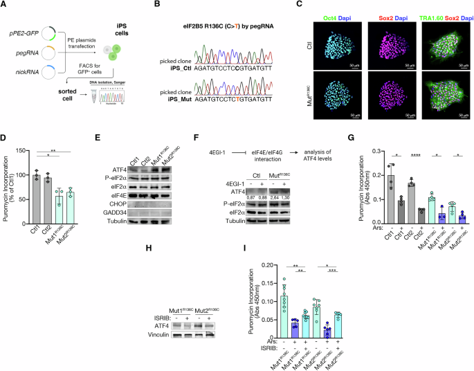 Fig. 4: s-ISR is induced by the εR136C mutation in iPS cells.