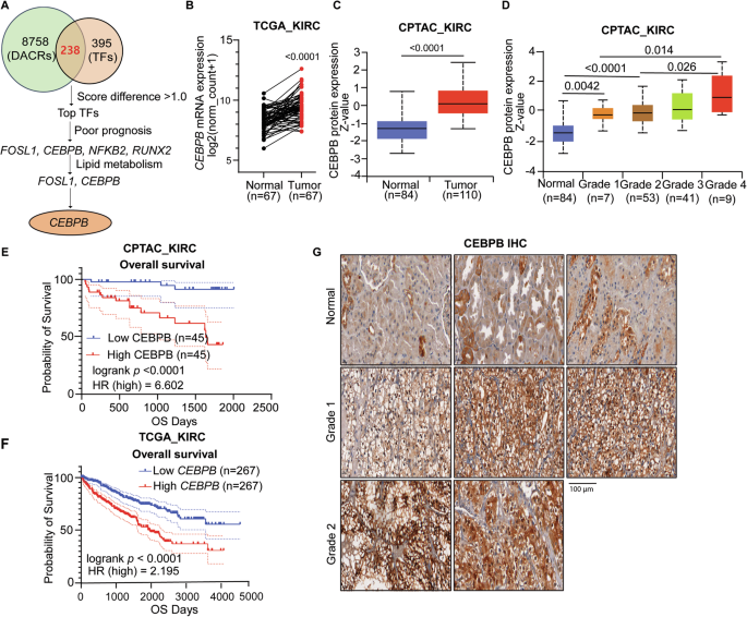 Fig. 1: CEBPB is an epigenetically-regulated TF associated with higher grade and poor prognosis in ccRCC.