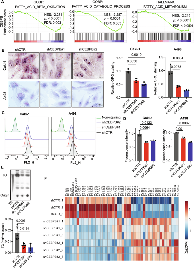 Fig. 3: CEBPB is important in altered lipid metabolism in ccRCC.