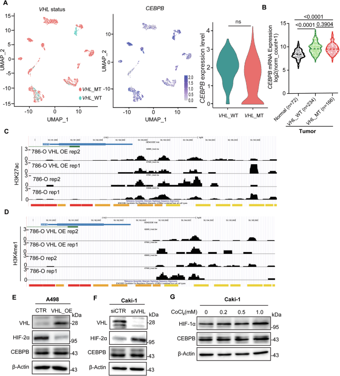 Fig. 7: CEBPB expression is VHL-independent.