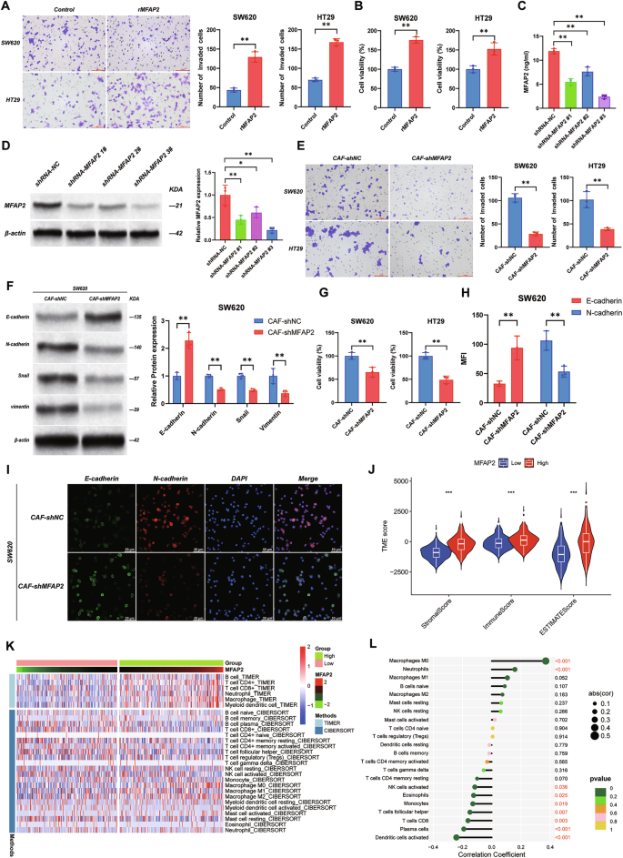 Fig. 2: MFAP2 derived from CAFs promotes proliferation and invasion in CRC.