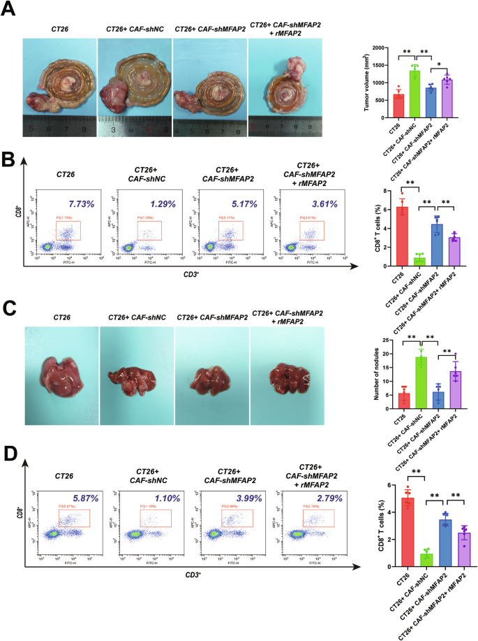 Fig. 3: MFAP2 derived from CAFs promoted tumor growth/metastasis and immune evasion in vivo.