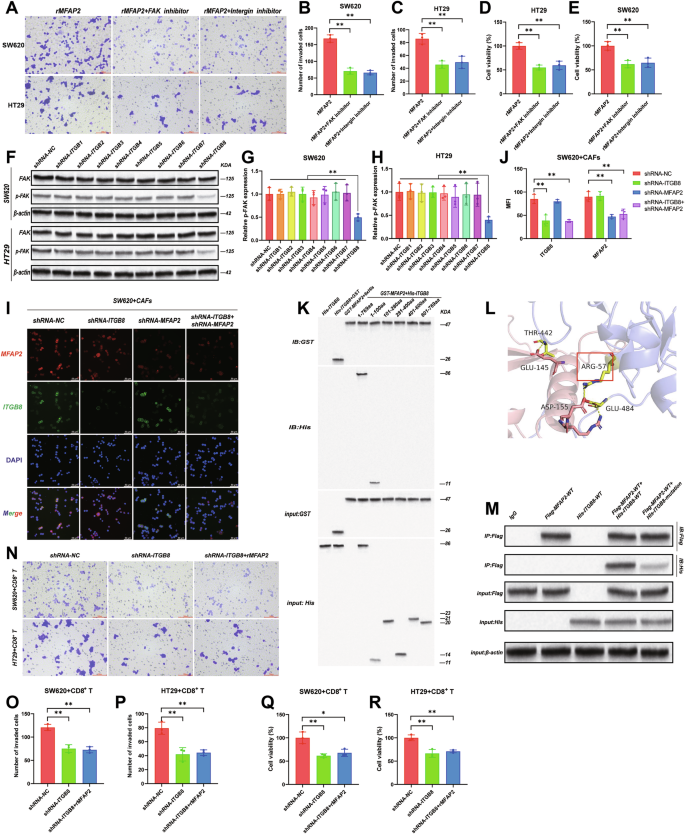 Fig. 4: CAFs-derived MFAP2 promotes CRC progression through ITGB8.