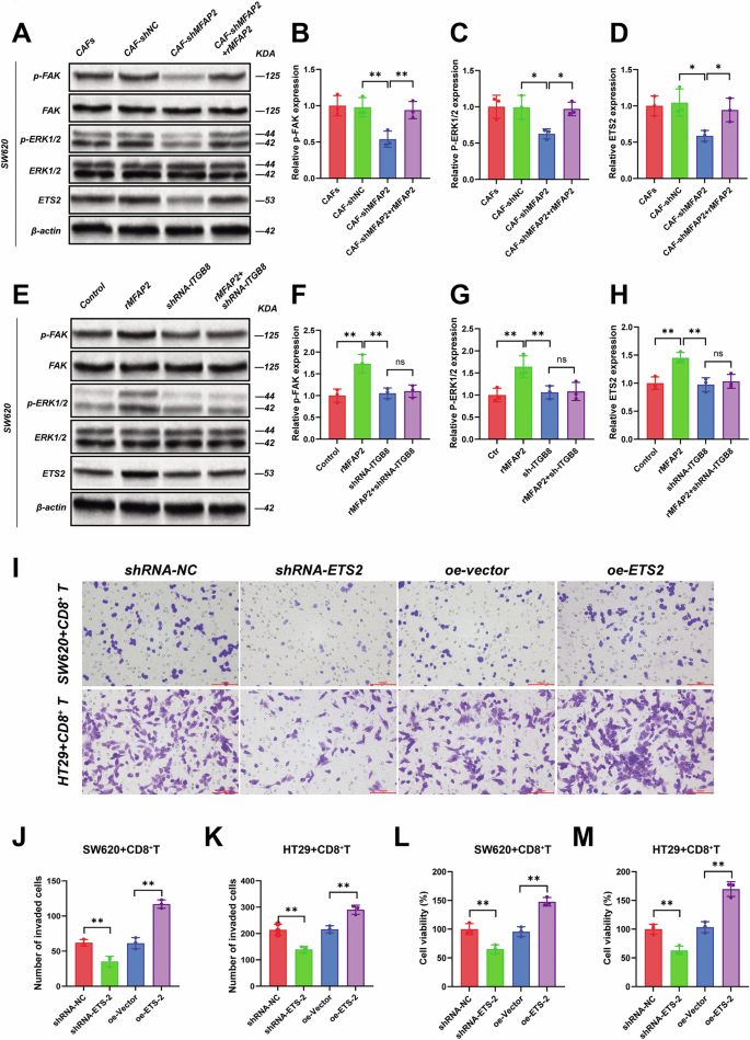 Fig. 5: CAFs-derived MFAP2 promotes CRC progression through the ETS2 pathway.