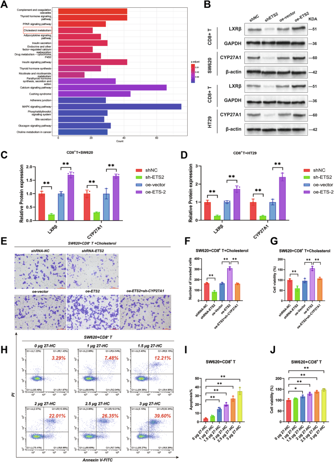Fig. 6: ETS2 inhibits CD8+ T cells through the cholesterol metabolism pathway.