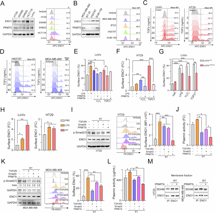Fig. 2: Radiotherapy promotes TGFβ1/Smad3 signaling for surface ENO1 translocation via PRMT5.