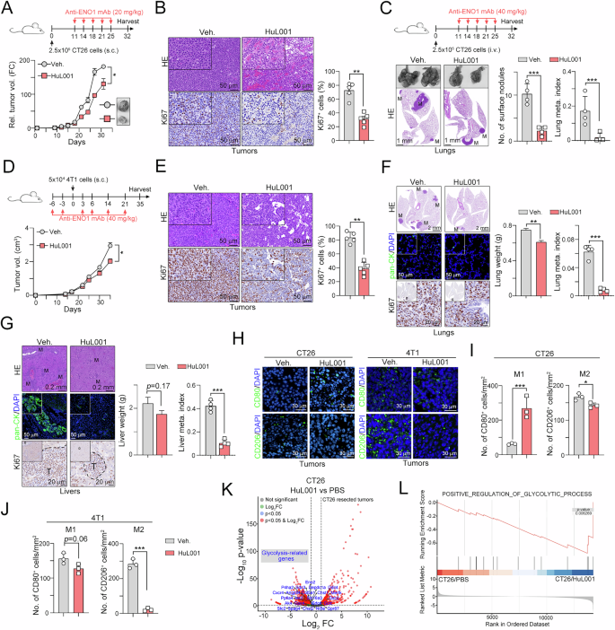 Fig. 3: Radiotherapy promotes TGFβ1/Smad3 signaling for surface ENO1 translocation via PRMT5.
