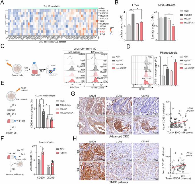 Fig. 4: Surface ENO1 was associated with lactase release and correlated with the infiltration of macrophages in CRC and TNBC patients.
