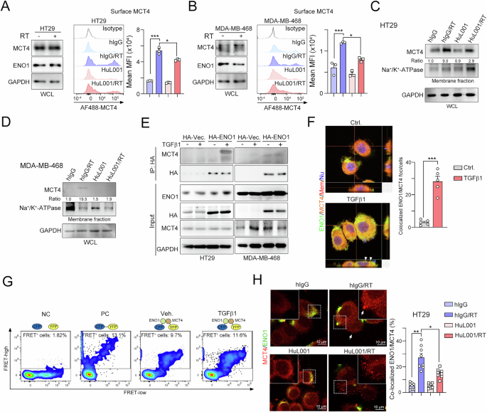 Fig. 5: Surface ENO1 directly interacts with MCT4 to release lactate.