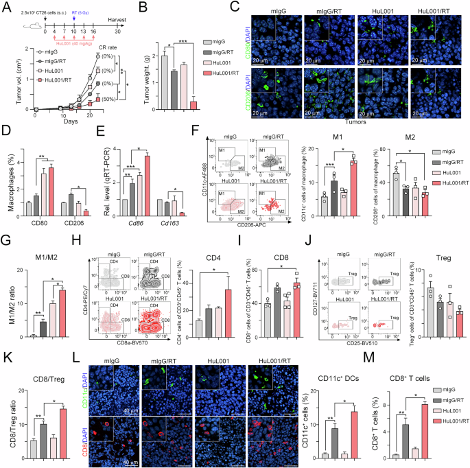 Fig. 6: Blockade of ENO1 significantly enhances the response to radiotherapy and triggers antitumor immunity by reshaping the tumor microenvironment in CRC.
