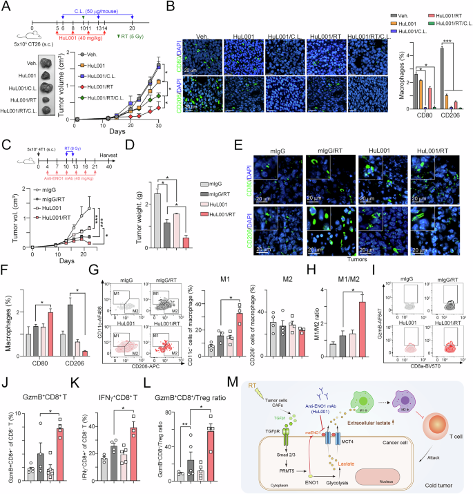 Fig. 7: Blockade of ENO1 significantly enhanced the response to radiotherapy and triggered antitumor immunity in a TNBC animal model.