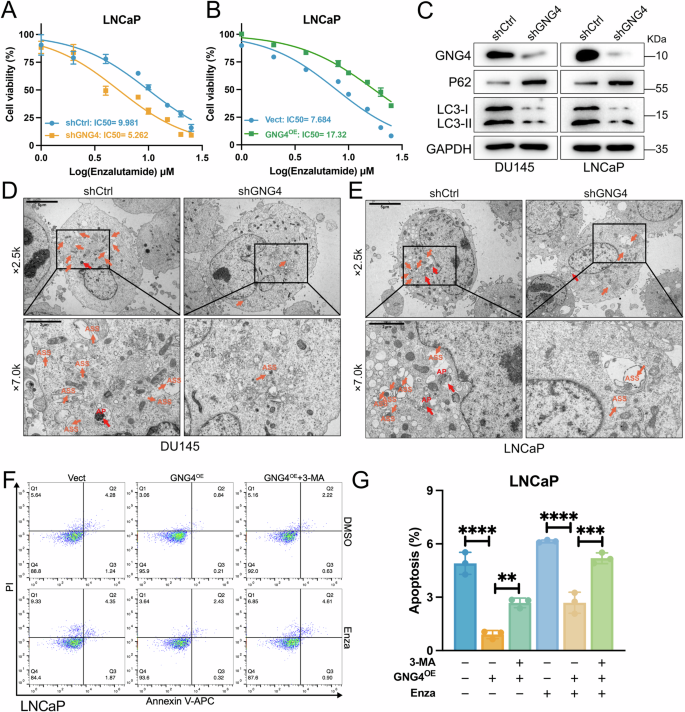 Fig. 3: Modulation of GNG4 alters autophagy level and enzalutamide sensitivity.