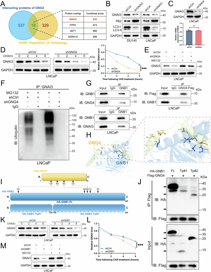 Fig. 4: GNG4 stabilizes GNAI3 by binding to GNB1 protein.