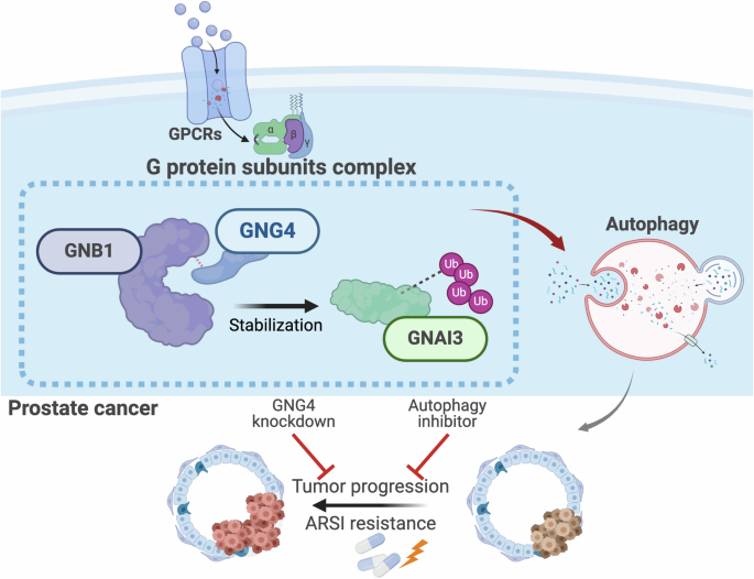 Fig. 7: Schematic diagram delineating the mechanism by which GNG4 exerts its oncogenic function in prostate cancer.