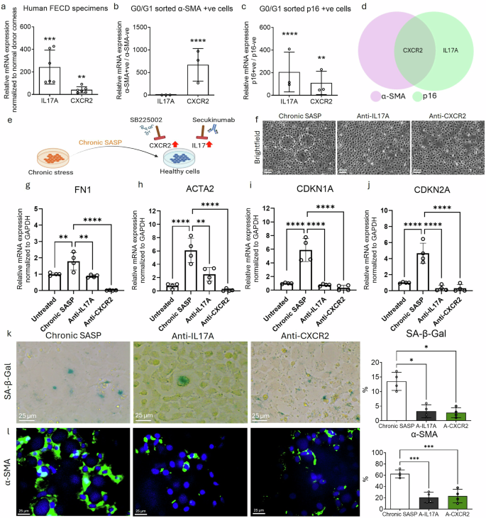 Fig. 5: Inhibition of IL-17 and IL-8 attenuates chronic SASP-induced senescence and fibrosis.