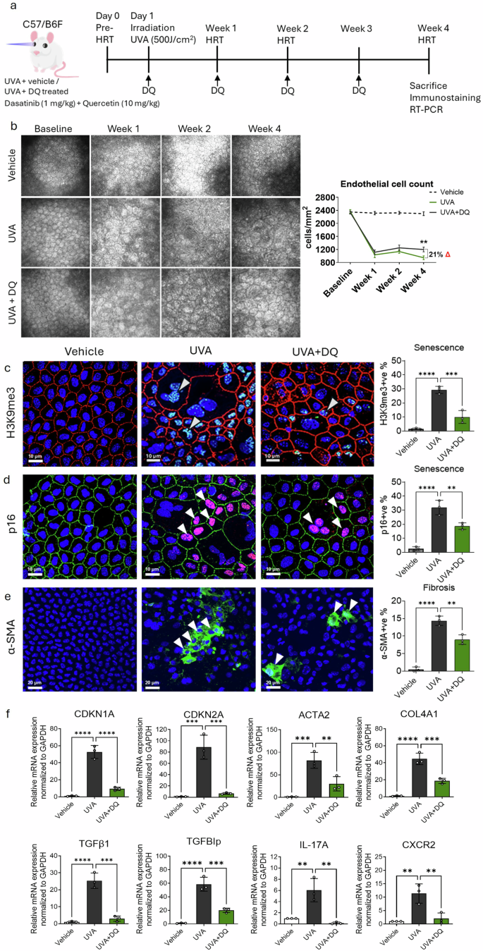 Fig. 6: Senolytic treatment with Dasatinib and Quercetin eliminates senescent cells and rescues endothelial cell loss, senescence, and fibrosis in UVA-exposed mice.